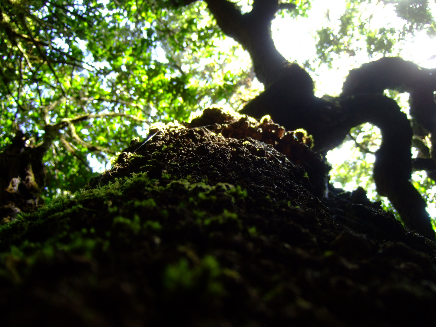 tree heath