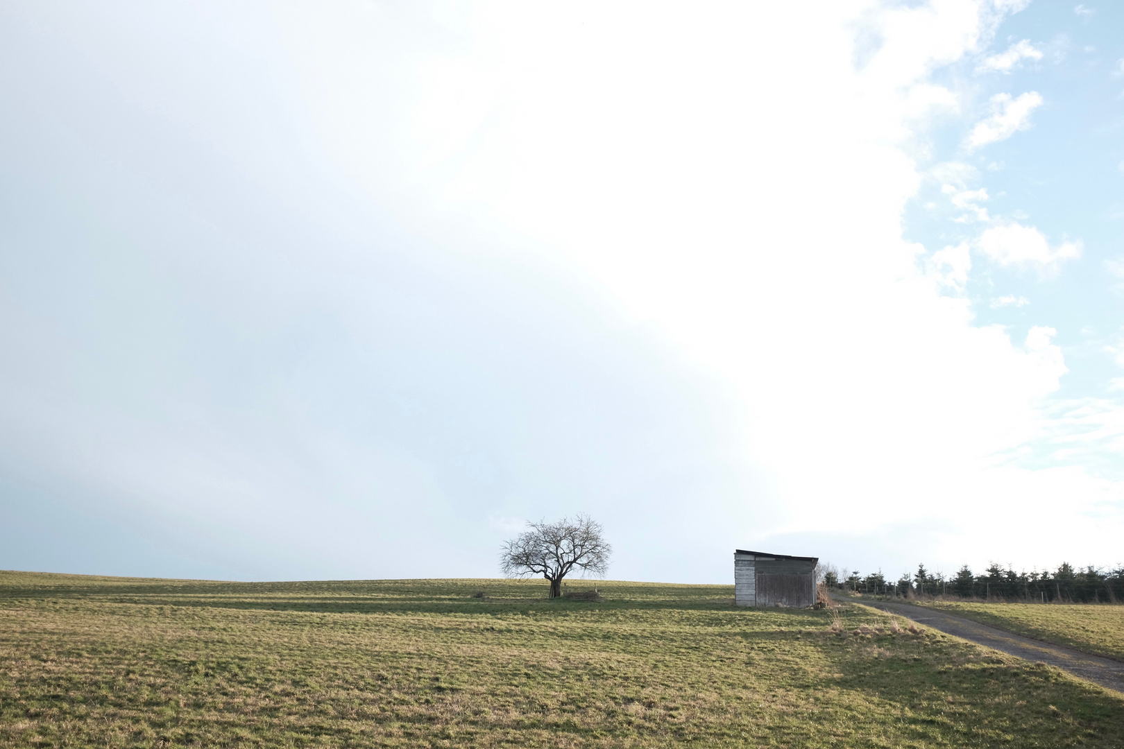 tree, house