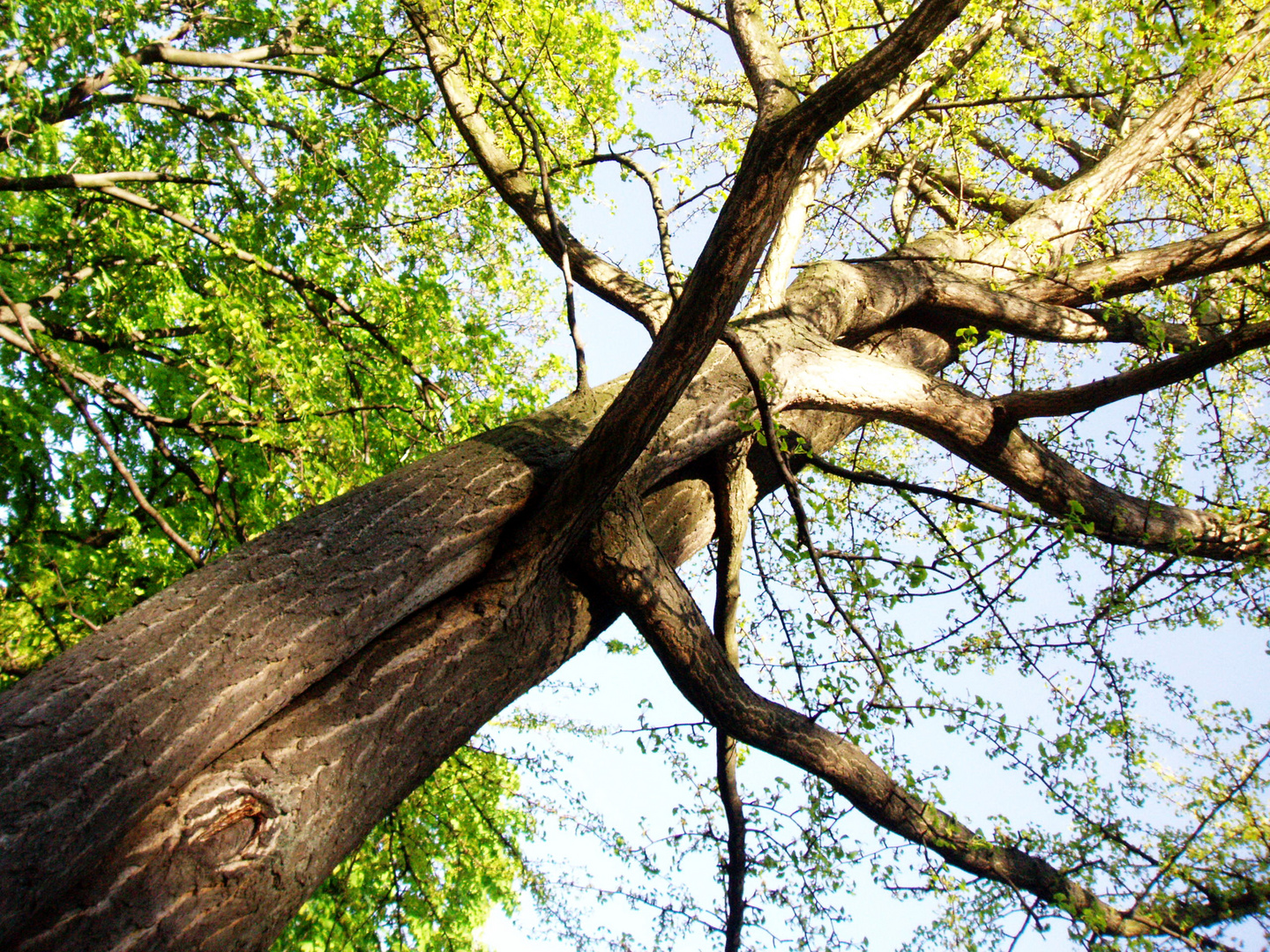 Tree hug...