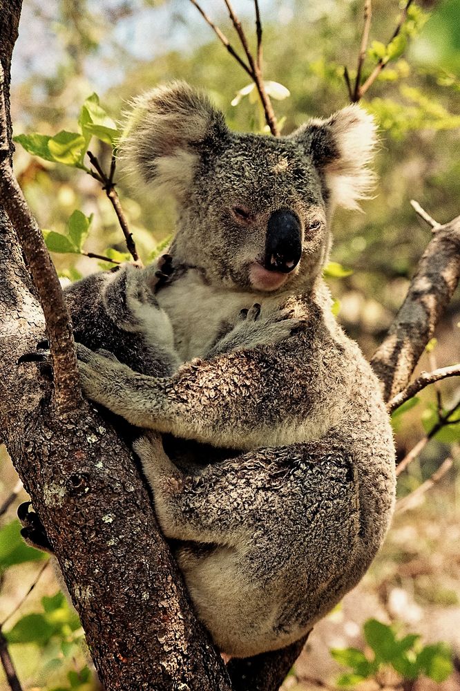 Tree hugger