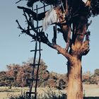 Tree Hut in the Wilderness.