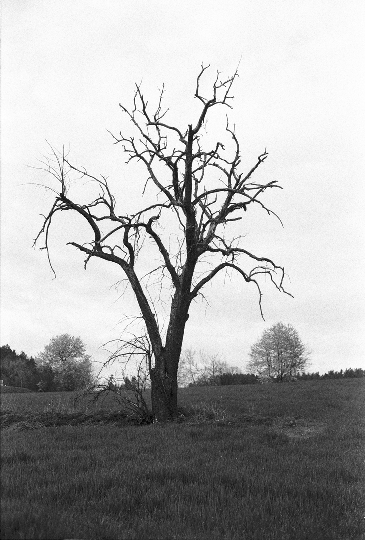 tree II