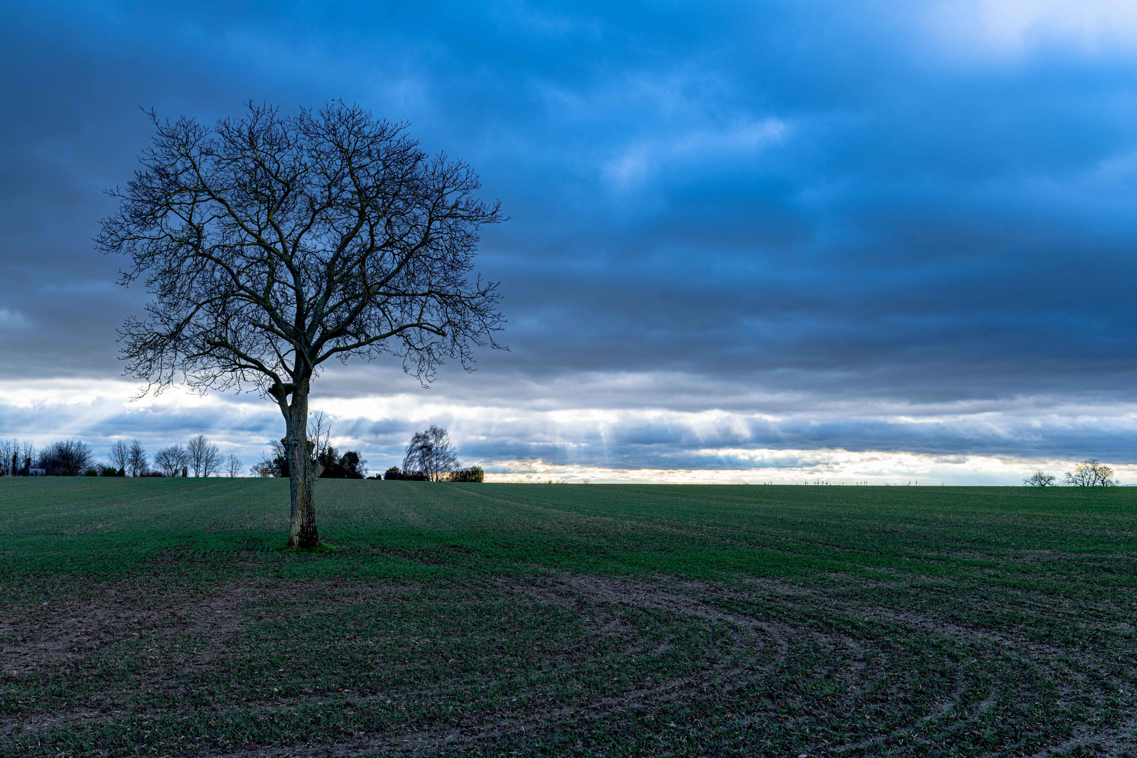 Tree in a field