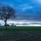 Tree in a field