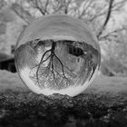 Tree in a glas sphere