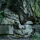 tree in a wall