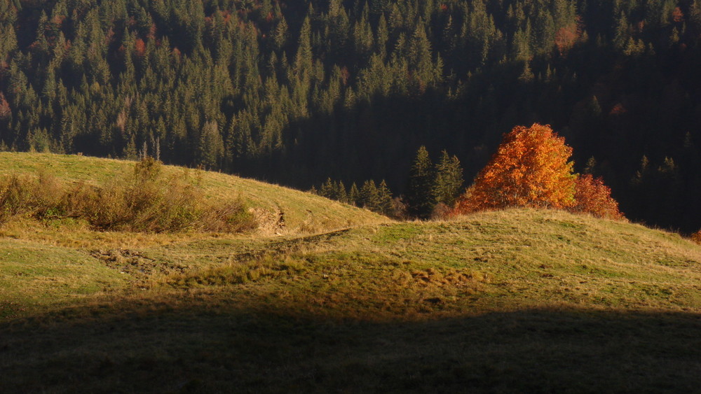 Tree in autumn.