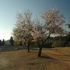 Tree in Bloom