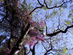 Tree in bloom