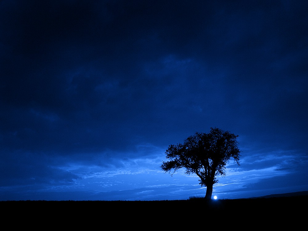tree in blue