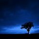 tree in blue