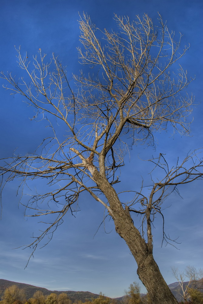 Tree in blue sky