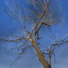 Tree in blue sky