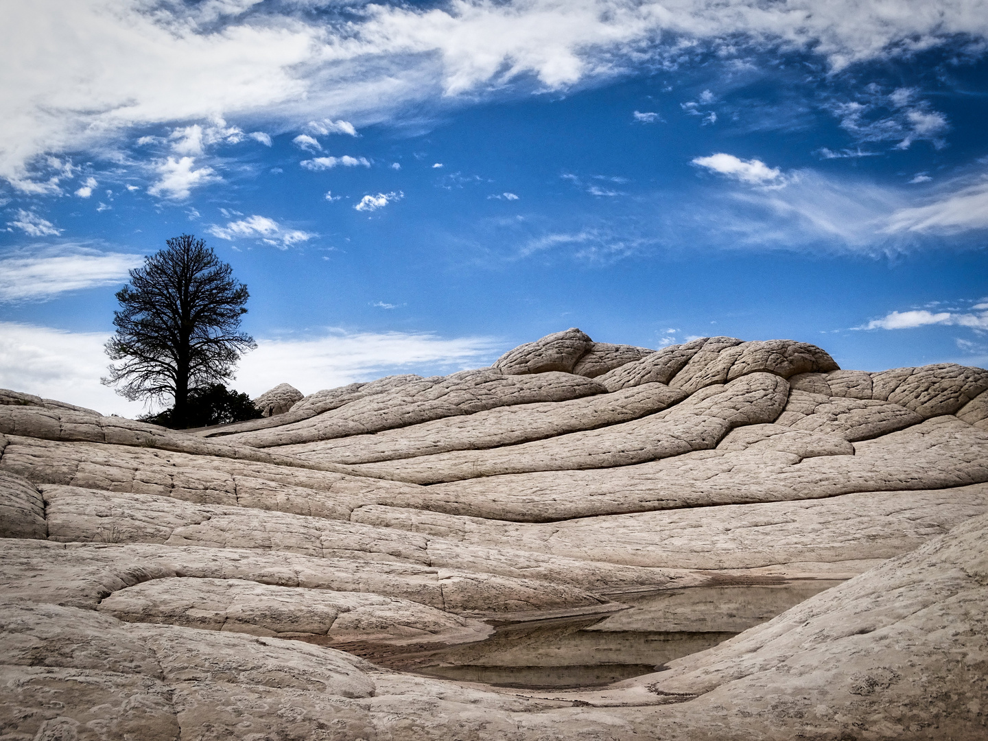 Tree in Brain Rocks