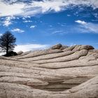 Tree in Brain Rocks