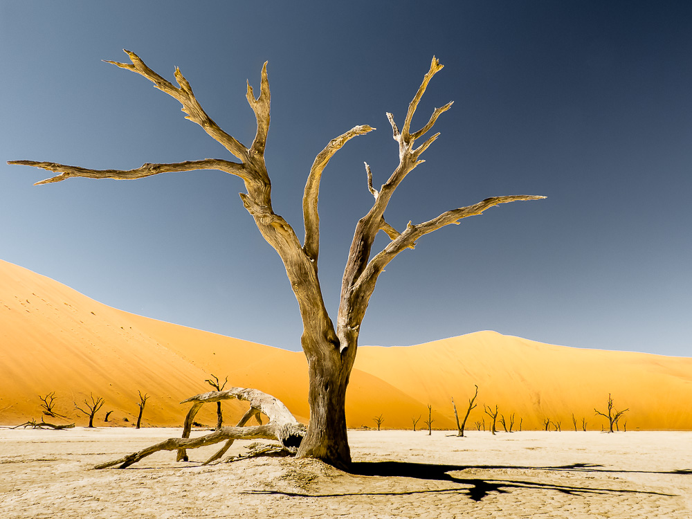 Tree in Deadvlei