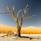 Tree in Deadvlei