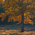 Tree in Fall