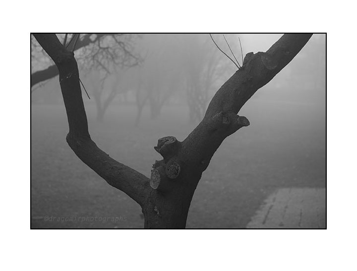 Tree In Fog