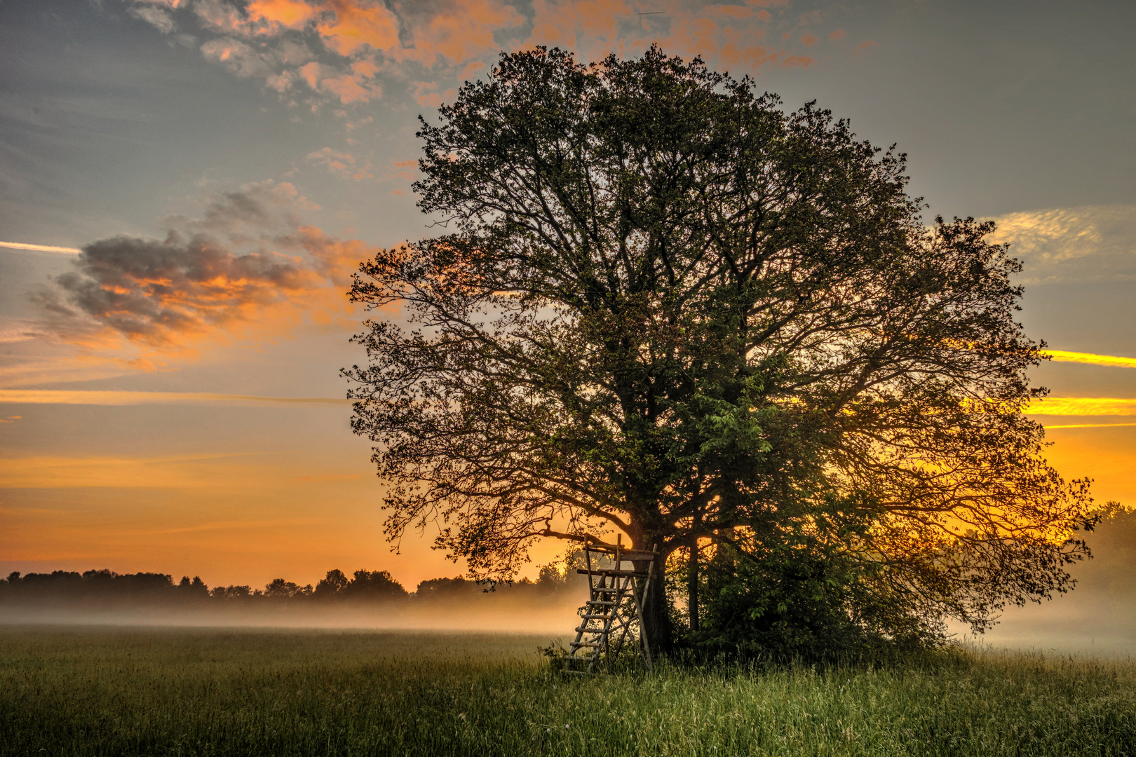 Tree in Fog