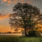 Tree in Fog