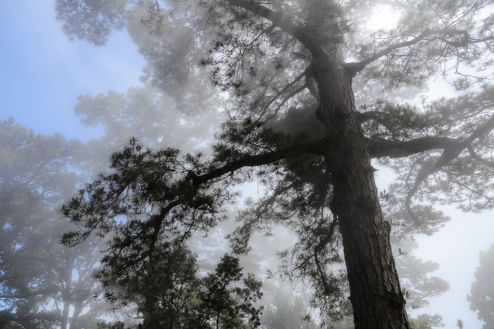 tree in fog