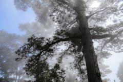 tree in fog