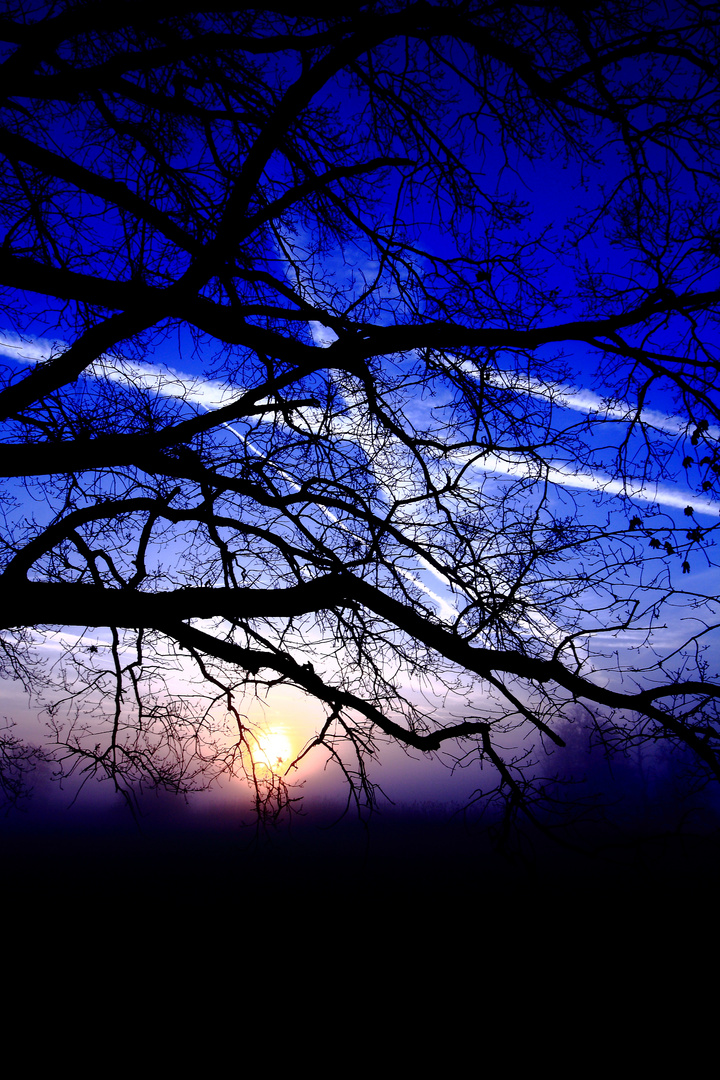 tree in front of sunrise