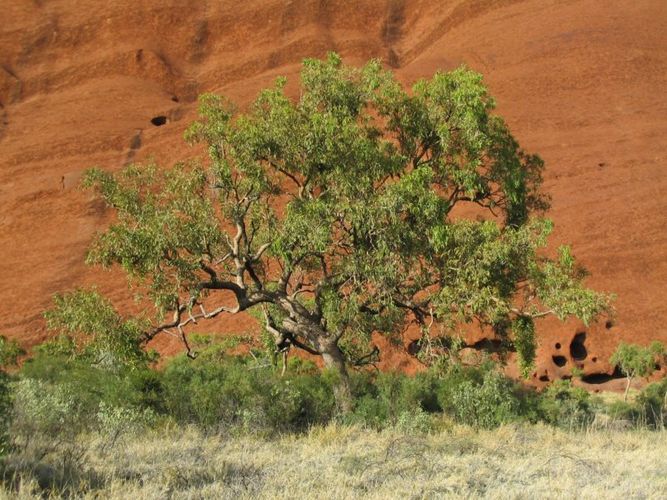 Tree in front of Uluru