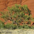 Tree in front of Uluru