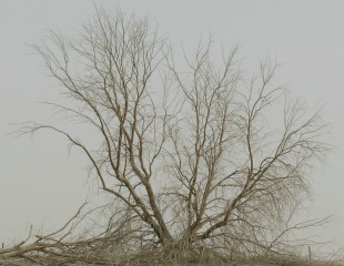 Tree in Haze