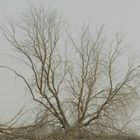 Tree in Haze