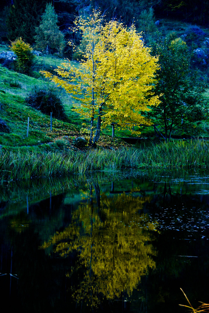 Tree in Lake