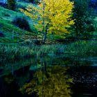 Tree in Lake