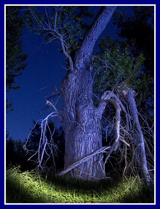 Tree in Magic Circle