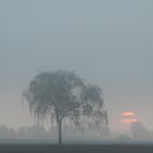 Tree in mist