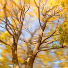 Tree in motion