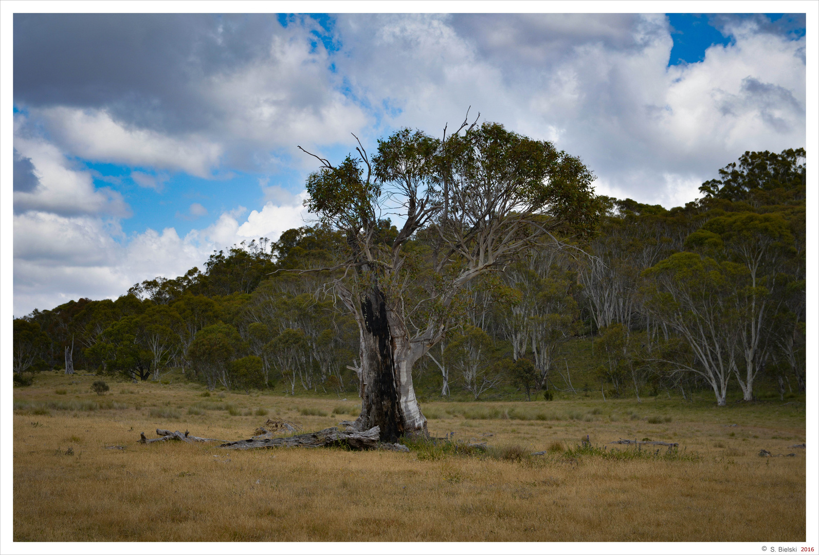 tree in Namadgi National Park