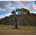 tree in Namadgi National Park