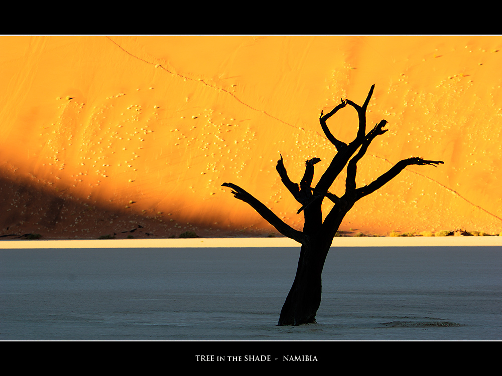 tree in shade