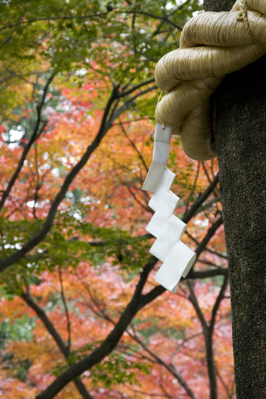 Tree in Shrine