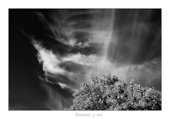 Tree In Sky 4