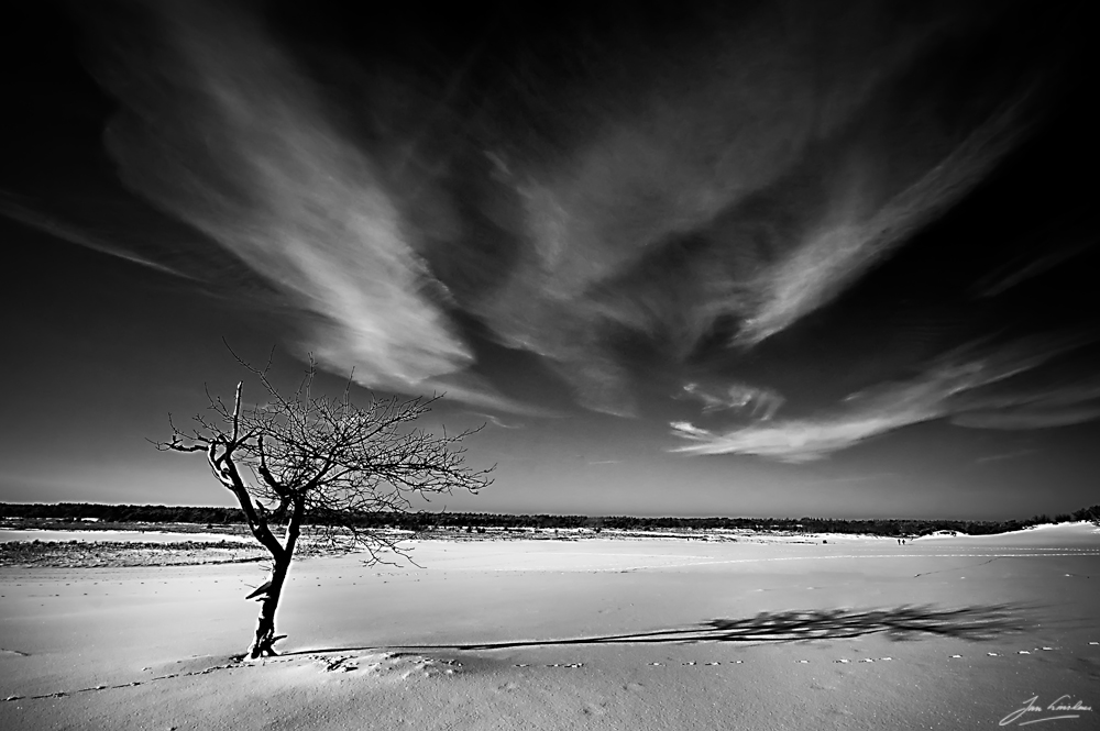 tree in snow