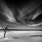 tree in snow