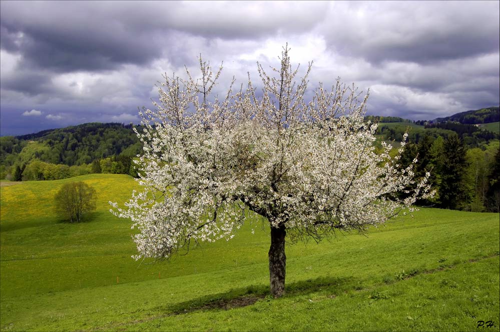 Tree In Spring