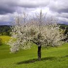 Tree In Spring