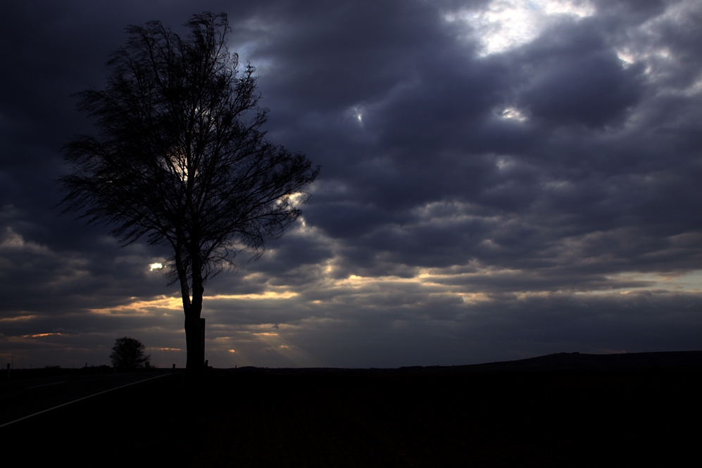 Tree in Storm