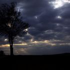 Tree in Storm