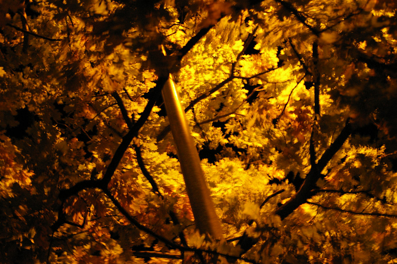 tree in street light 3