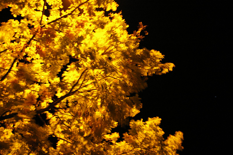 tree in street light